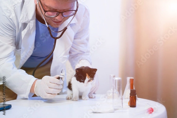 Fototapeta Veterinary doctor using stethoscope for checking up cat in vet clinic 