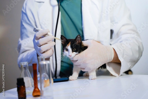 Obraz kitten at a veterinary doctor's appointment, receiving an ear vaccine at a veterinary clinic 