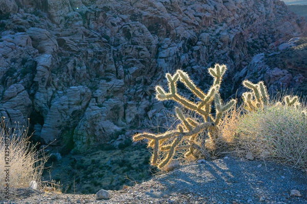 Obraz Cholla cactus (Cylindropuntia sp.) under morning sun on the background of a rock, Red Rock Canyon, Nevada, USA.