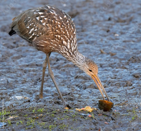Obraz The limpkin (Aramus guarauna) eating guts of the captured giant apple snail (Pomacea maculata), Fort Bend County, Texas, USA