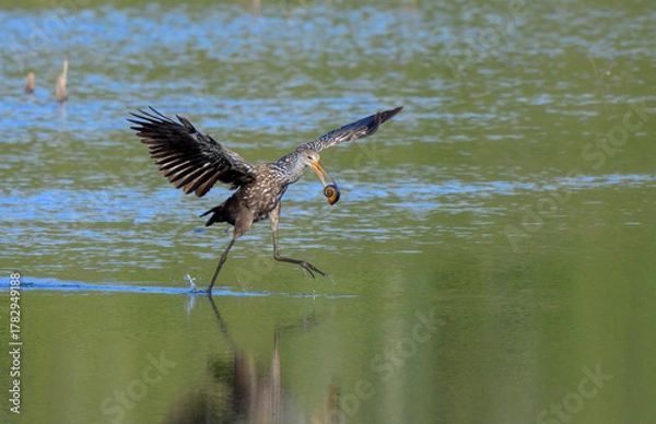 Obraz Limpkin (Aramus guarauna) running in shallow water with a giant apple snail in the beak with wings open, Fort Bend County, Texas