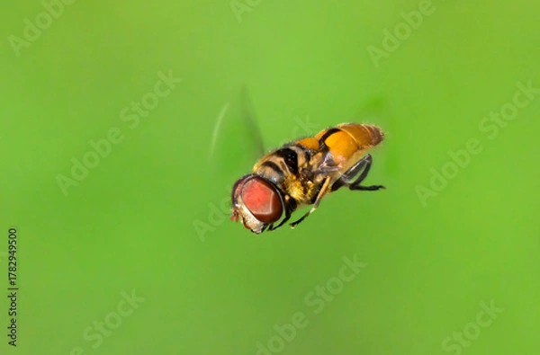 Obraz Northern plushback hoverfly, or flower fly, or syrphid fly (Palpada vinetorum) flying and hovering against gren background, Brazos Bend State Park, Needville, Texas, USA.