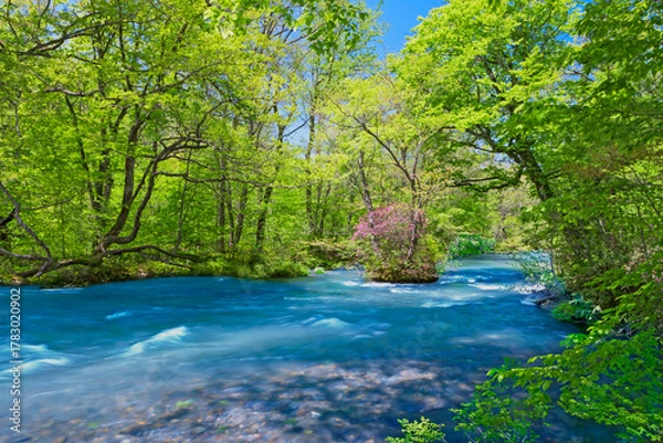 Obraz 奥入瀬渓流