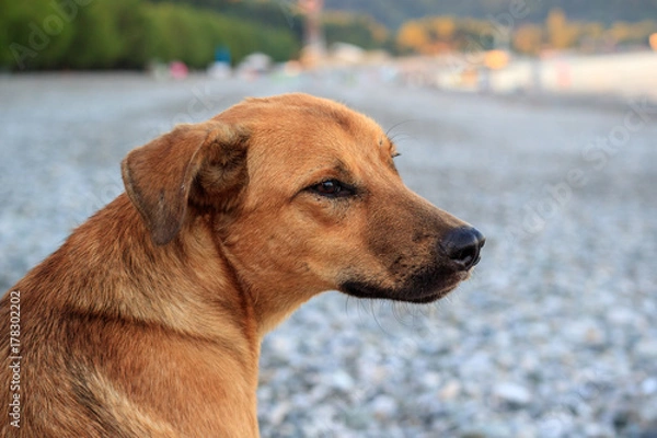 Fototapeta portrait of a red dog turned his head, summer day
