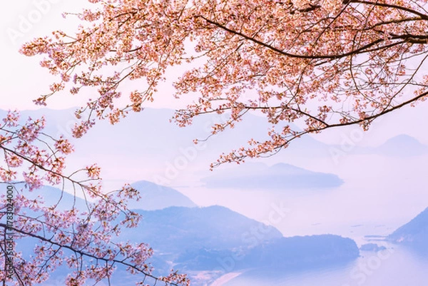 Obraz 桜咲く紫雲出山