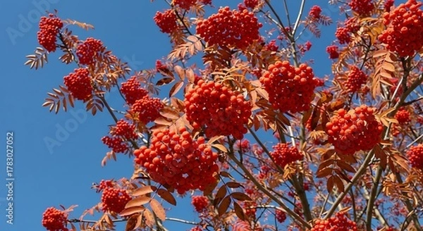 Obraz Vibrant Red Rowan Berries Clustered on Branches Against a Clear Blue Sky.
