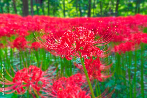 Obraz 巾着田曼珠沙華の里