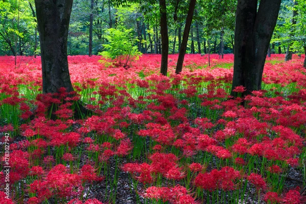 Obraz 巾着田曼珠沙華の里
