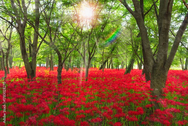 Obraz 巾着田曼珠沙華の里