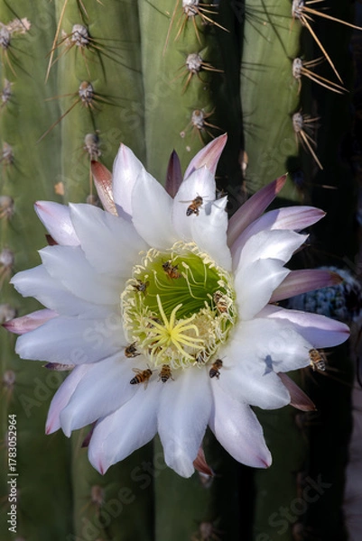 Fototapeta Honeybee and Cactus Flower