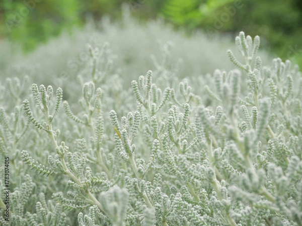 Obraz サントリナ