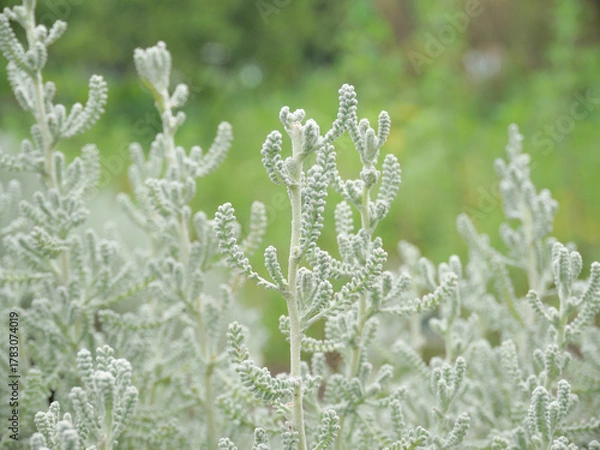 Obraz サントリナ