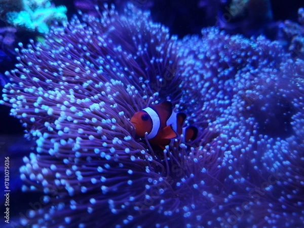 Obraz 산호와 니모