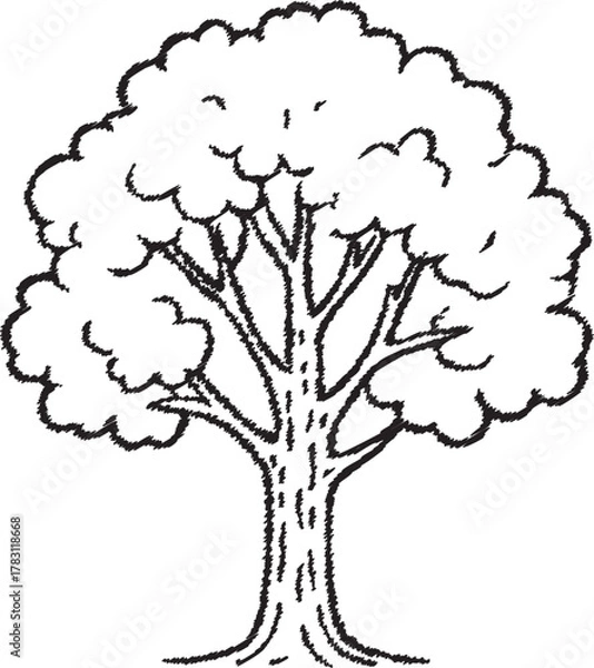 Obraz Large deciduous tree with spreading canopy