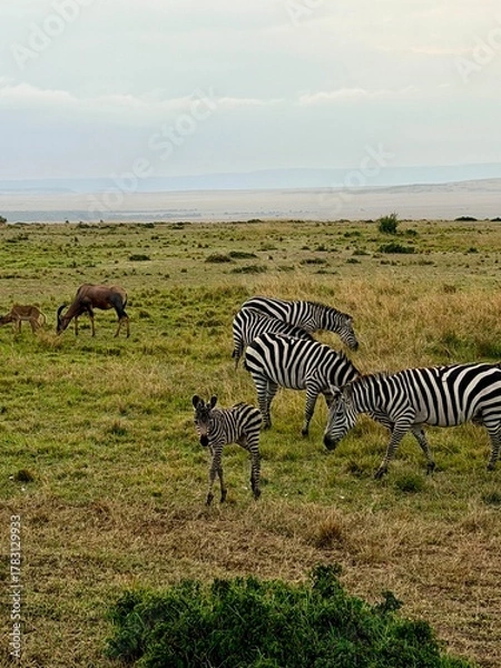 Fototapeta zebras and zebra