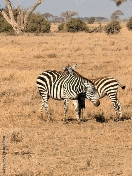 Fototapeta zebra in the savannah