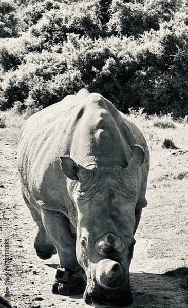 Fototapeta rhino in zoo