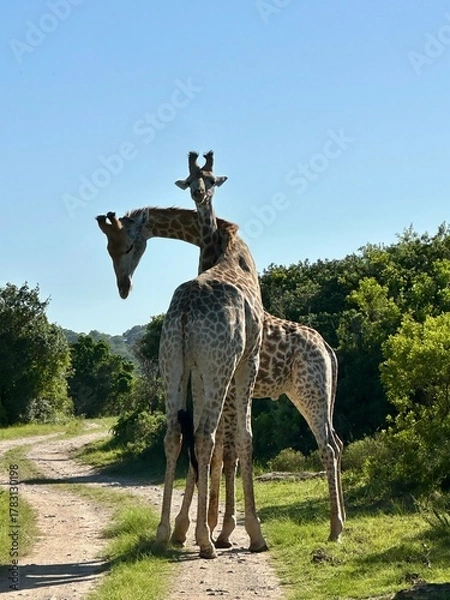 Fototapeta giraffe in the zoo