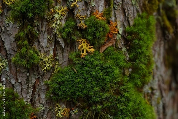 Fototapeta Moss and lichen on tree bark showing nature's intricate beauty closeup view