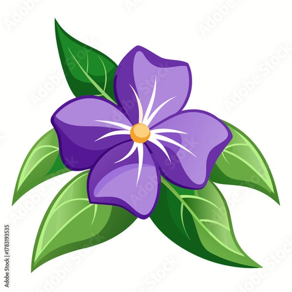 Obraz vinca flower on white background