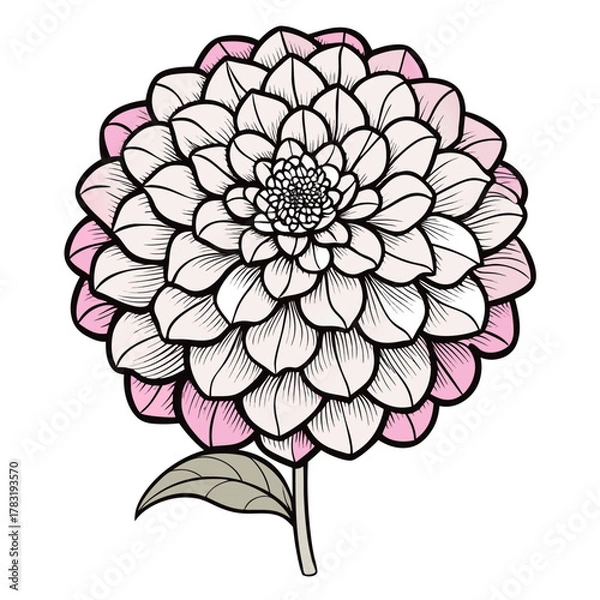 Fototapeta zinnia flower line art on white background