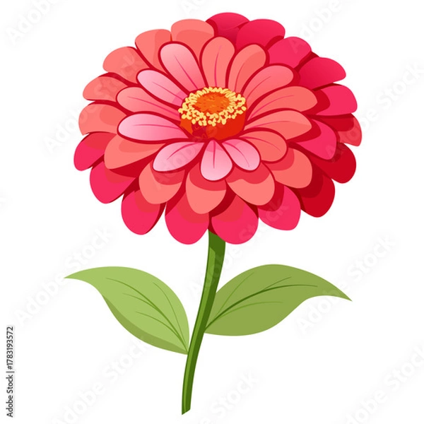 Fototapeta zinnia dahlia flower isolated on white