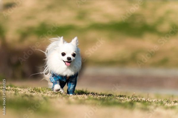 Obraz チワワのお散歩