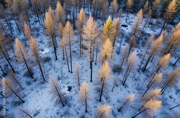 Obraz forest in winter