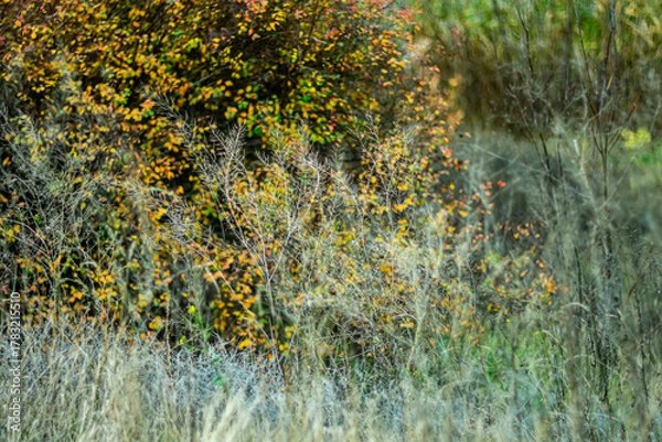 Fototapeta Autumn background with dry grass and yellow leaves in the background.