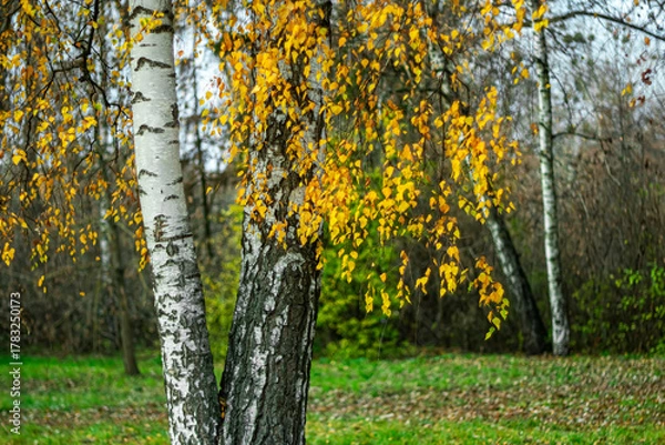 Fototapeta Trunks of white birches on a cloudy autumn day in a city park.