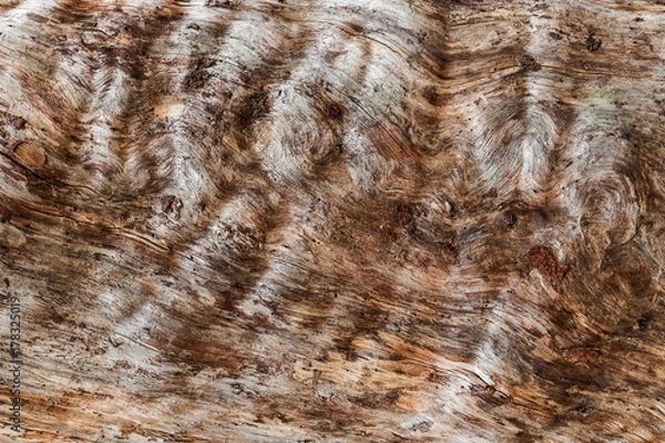 Fototapeta Texture of an old dead tree with removed bark