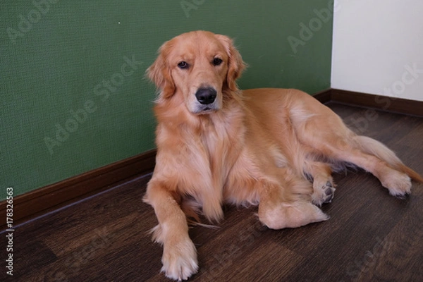 Obraz ゴールデンレトリーバー