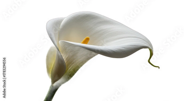 Fototapeta Elegant White Calla Lily Isolated on a Deep Black Background