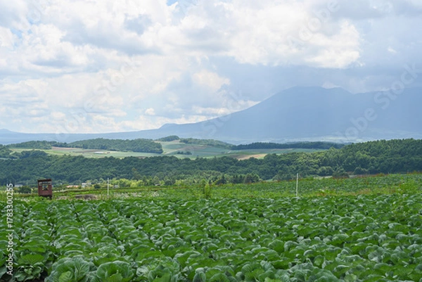 Fototapeta 高原に広がるキャベツ畑の風景, 群馬県, 日本