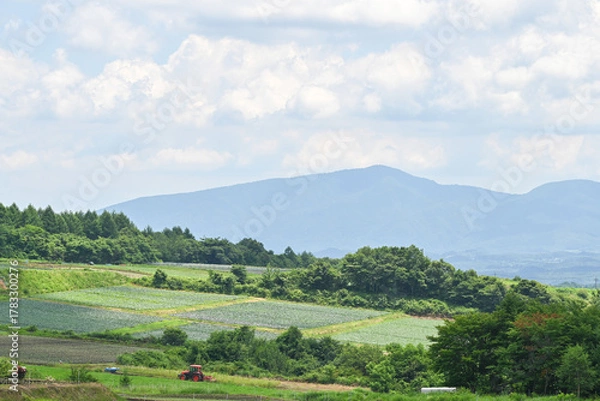 Fototapeta 高原に広がるキャベツ畑の風景, 群馬県, 日本
