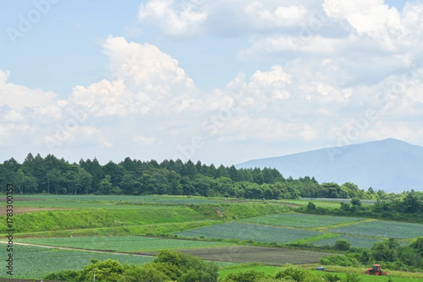 Obraz 高原に広がるキャベツ畑の風景, 群馬県, 日本