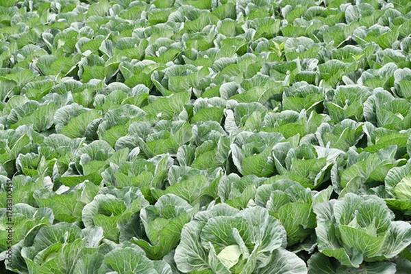 Obraz 高原に広がるキャベツ畑の風景, 群馬県, 日本