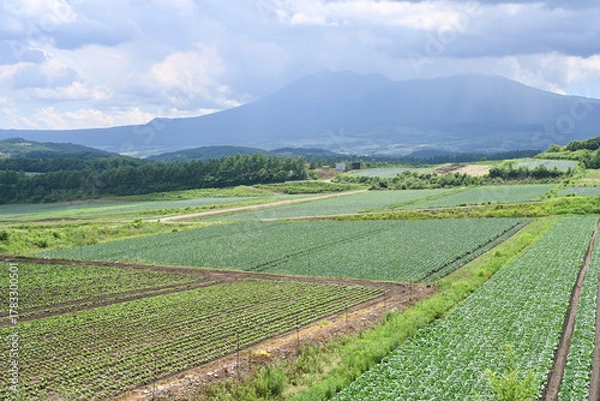 Fototapeta 高原に広がるキャベツ畑の風景, 群馬県, 日本