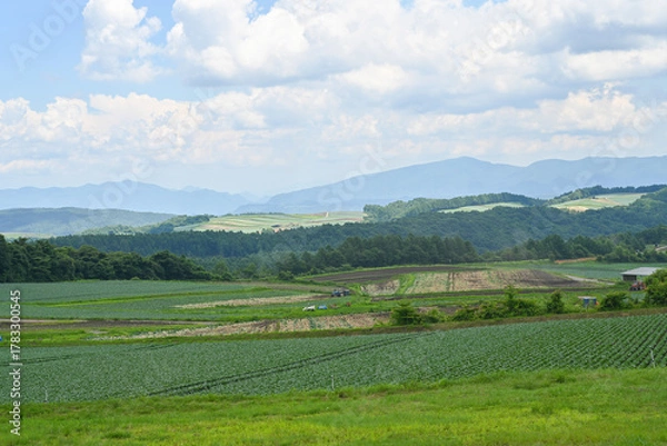 Obraz 高原に広がるキャベツ畑の風景, 群馬県, 日本