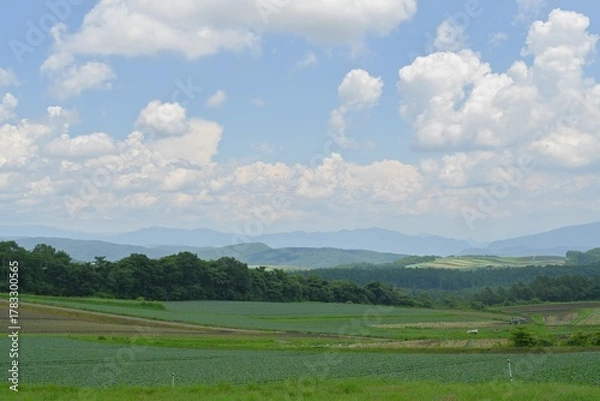 Obraz 高原に広がるキャベツ畑の風景, 群馬県, 日本