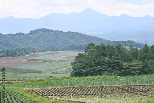 Obraz 高原に広がるキャベツ畑の風景, 群馬県, 日本
