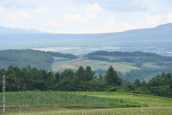 Obraz 高原に広がるキャベツ畑の風景, 群馬県, 日本