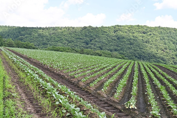Obraz 高原に広がるキャベツ畑の風景, 群馬県, 日本