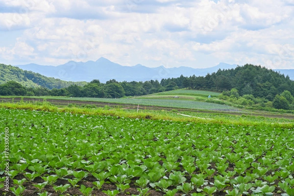 Obraz 高原に広がるキャベツ畑の風景, 群馬県, 日本