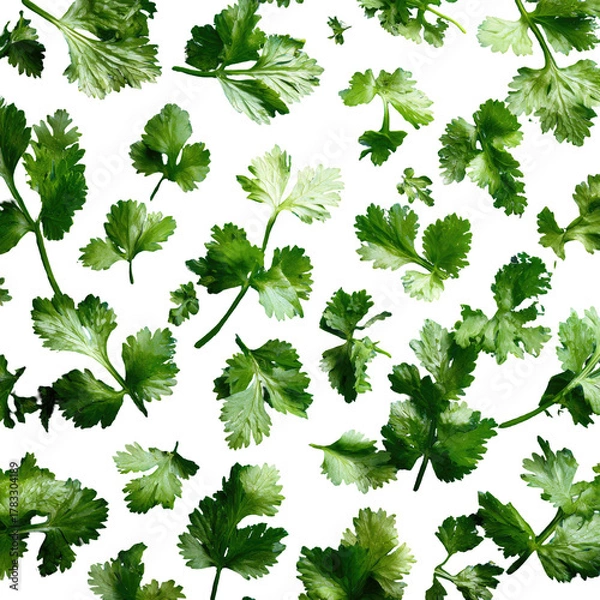 Fototapeta Fresh cilantro leaves pattern over black