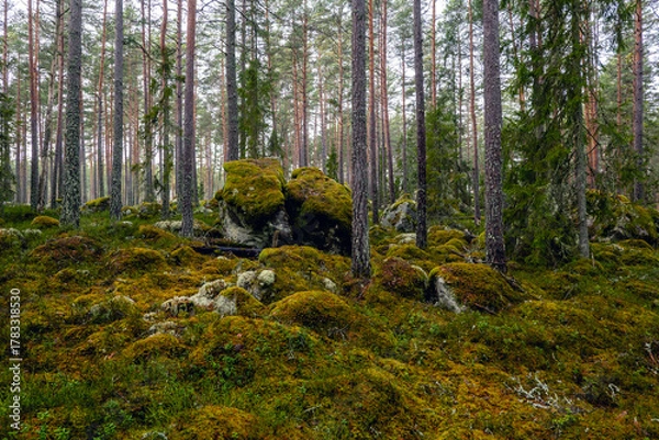 Fototapeta Mossy large boulders in a pine forest. Erratic origin from glaciers.
