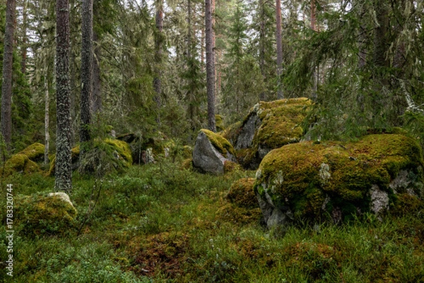 Obraz Mossy large boulders in a pine forest. Erratic origin from glaciers.