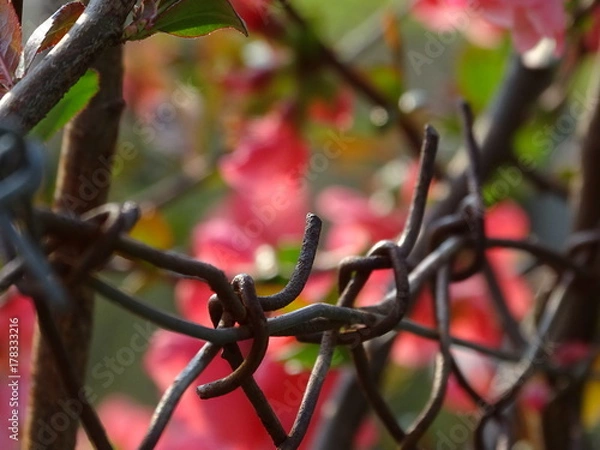 Obraz Maschendraht mit Blüten