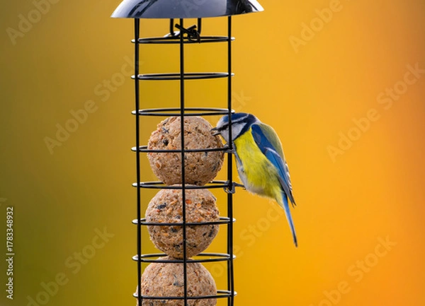 Obraz Vogelfütterung