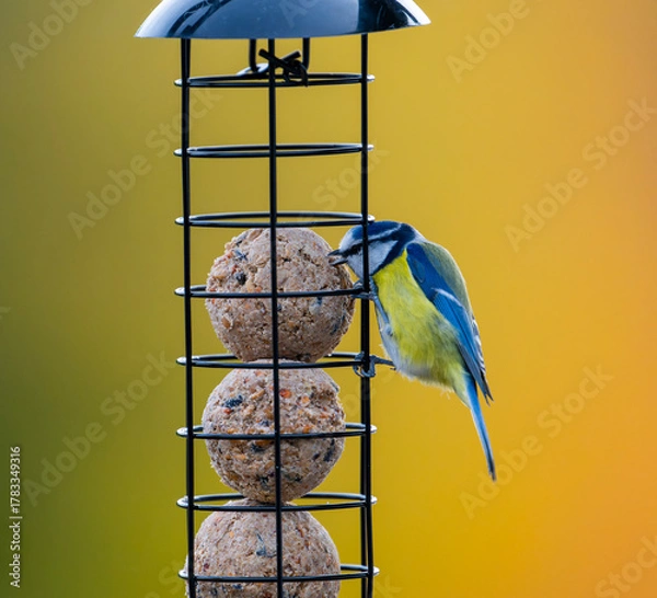 Obraz Vogelfütterung